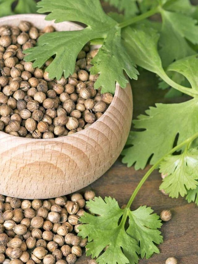 रोजाना धनिया के बीज चबाने से मिलेंगे ये फायदे